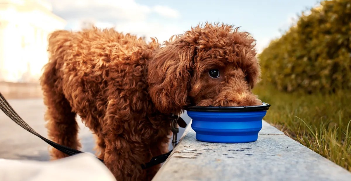 Top 10 Best Dog Foods for Poodles' Health and Sensitive Stomachs Dog