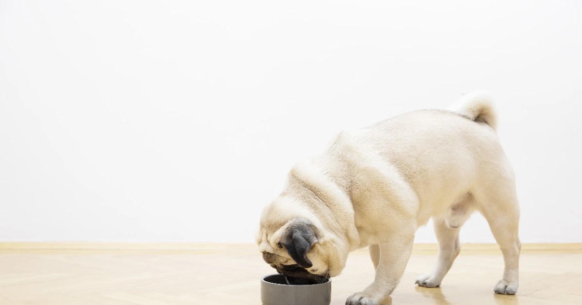 Top 10 Best Dog Foods for Pugs' Sensitive Stomachs and Spirited Energy