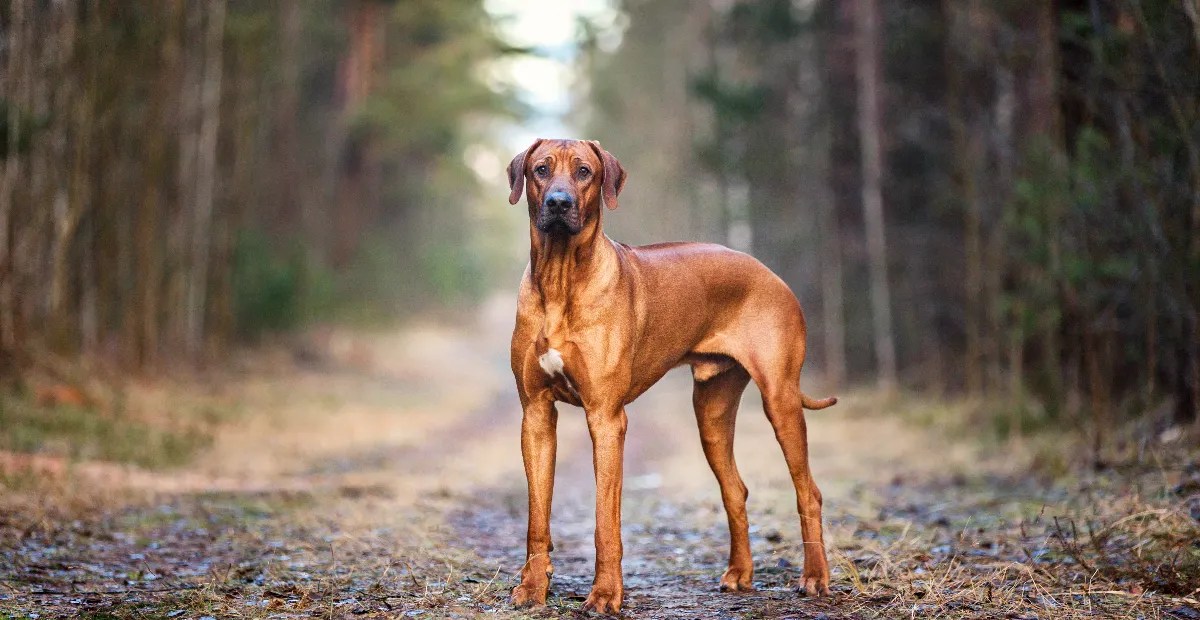 Top 10 UK Rhodesian Ridgeback Dog Foods for 2024 Dog World