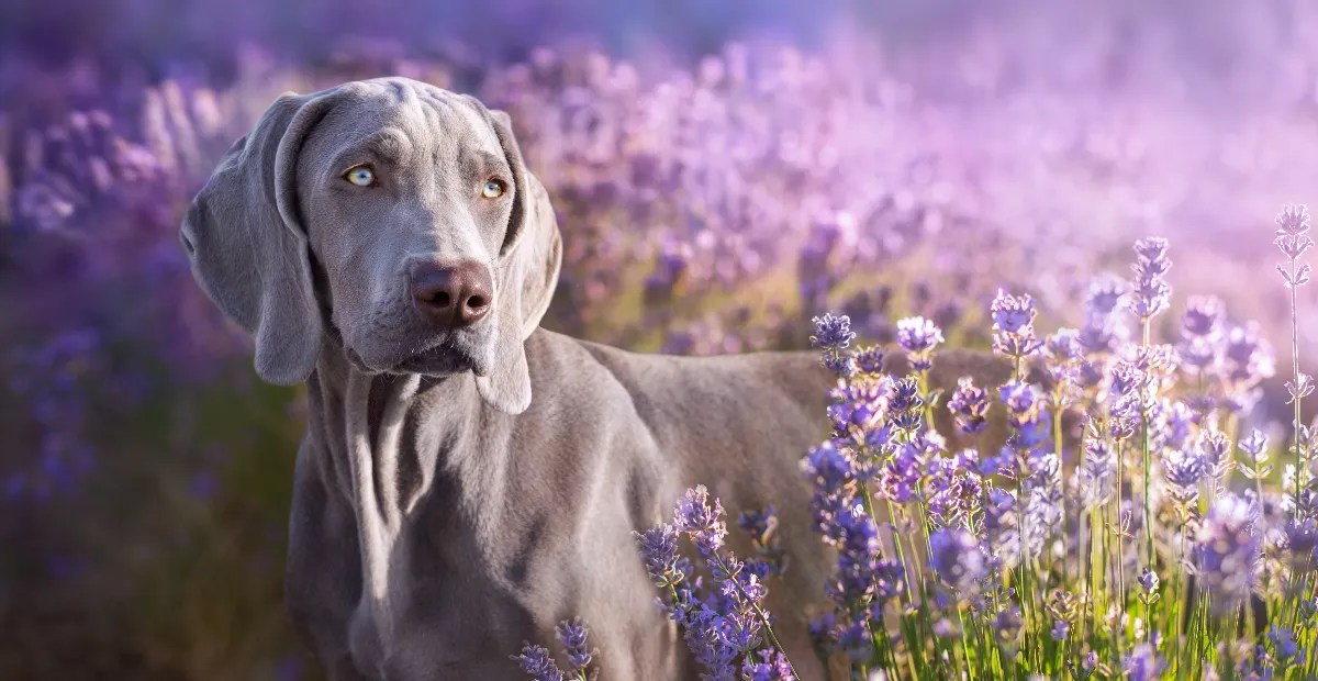 The 10 Best Dog Foods for Weimaraners in 2024 Tailored Nutrition