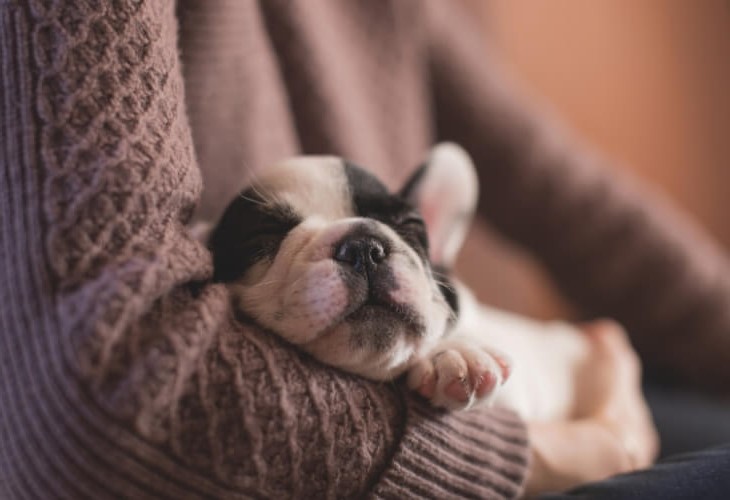 How to Get a Puppy to Sleep at Night! DogZone Australia