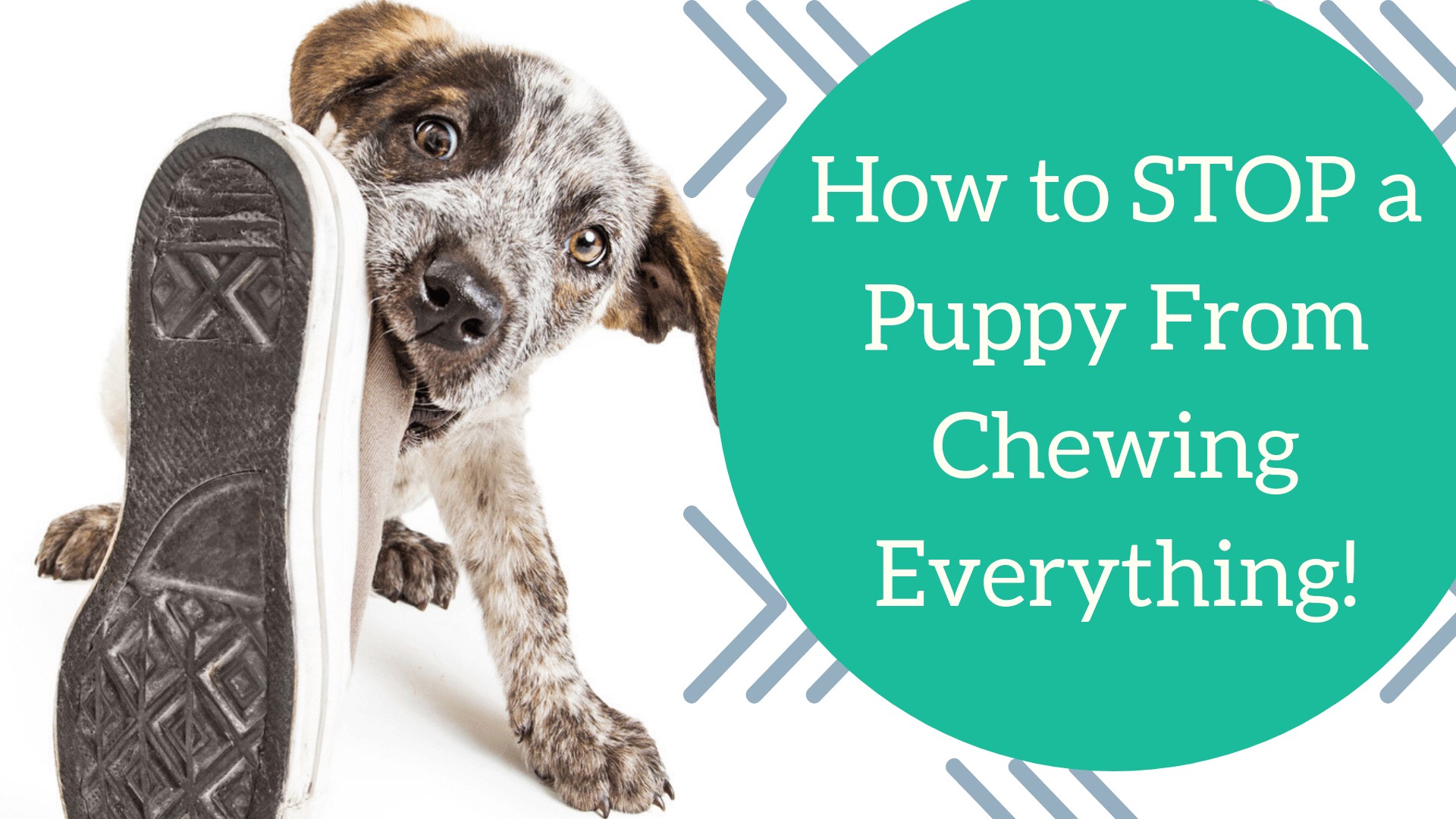 How to Stop a Puppy from Chewing Everything! DogZone Australia