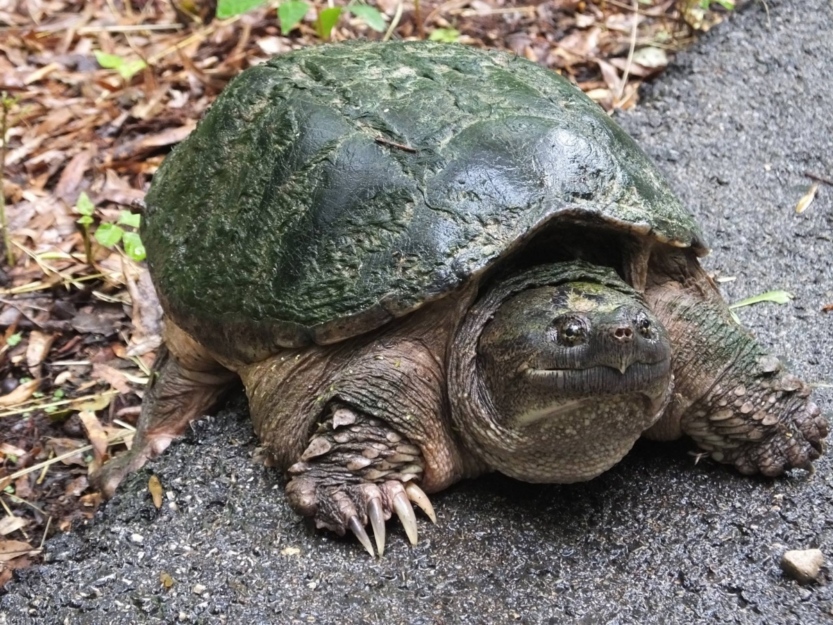 13 Turtlely Awesome Photos for World Turtle Day U.S