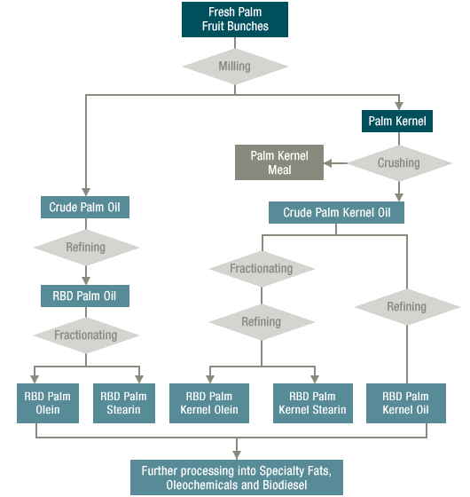 Palm oil production process__DOING News