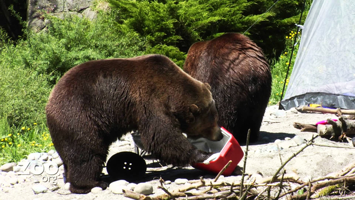 Grizzly Bears Destroying A Campsite At Woodland Park Zoo