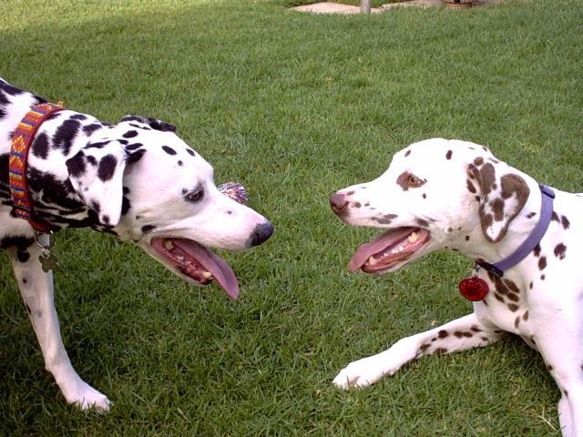 Dalmatians 101 Page 20 Breed Sub Forums Dogz Online Forums