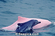 Dolphin Information : Pink Dolphins