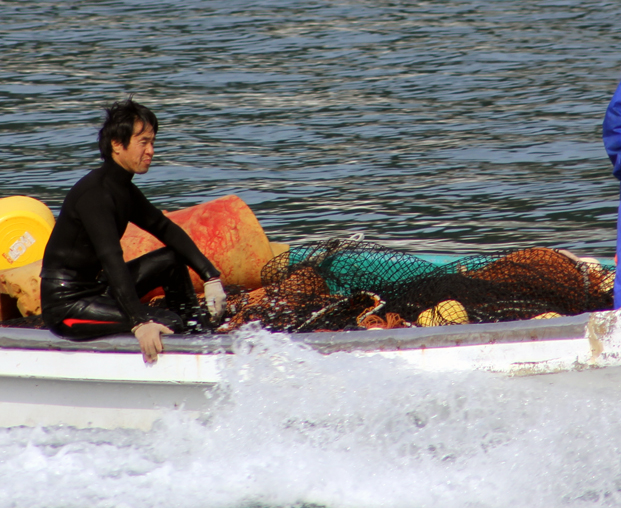 Pacific Whitesided Dolphin Drive Dolphin Project