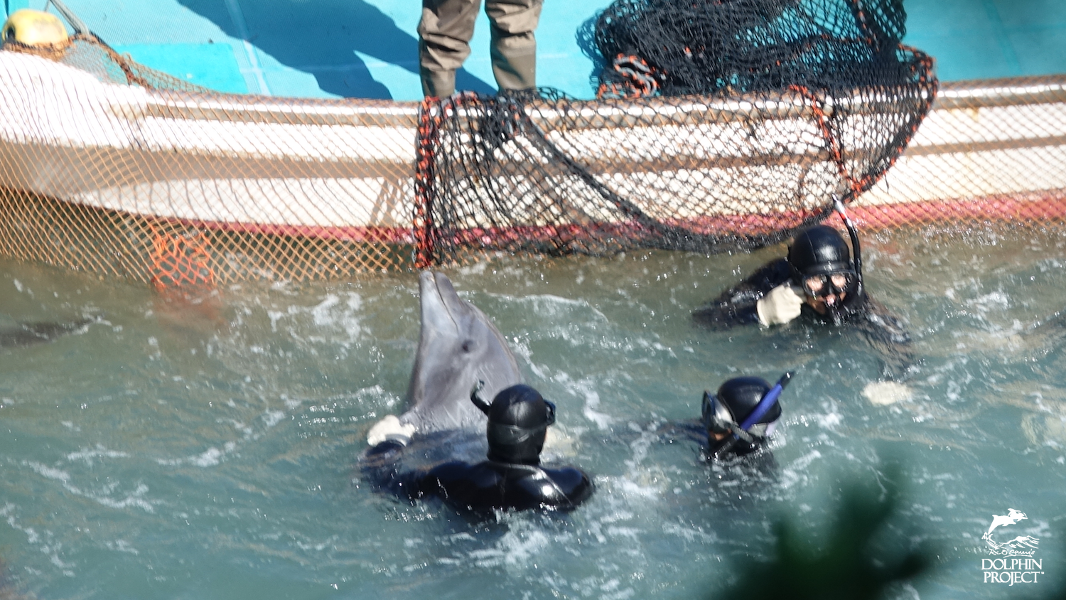 Season Ends for Taiji’s Dolphin Hunts Dolphin Project