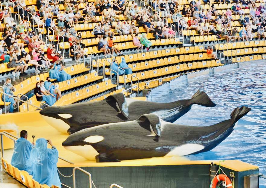 Loro Parque Orca Conservation or a Show of Submission? Dolphin Project