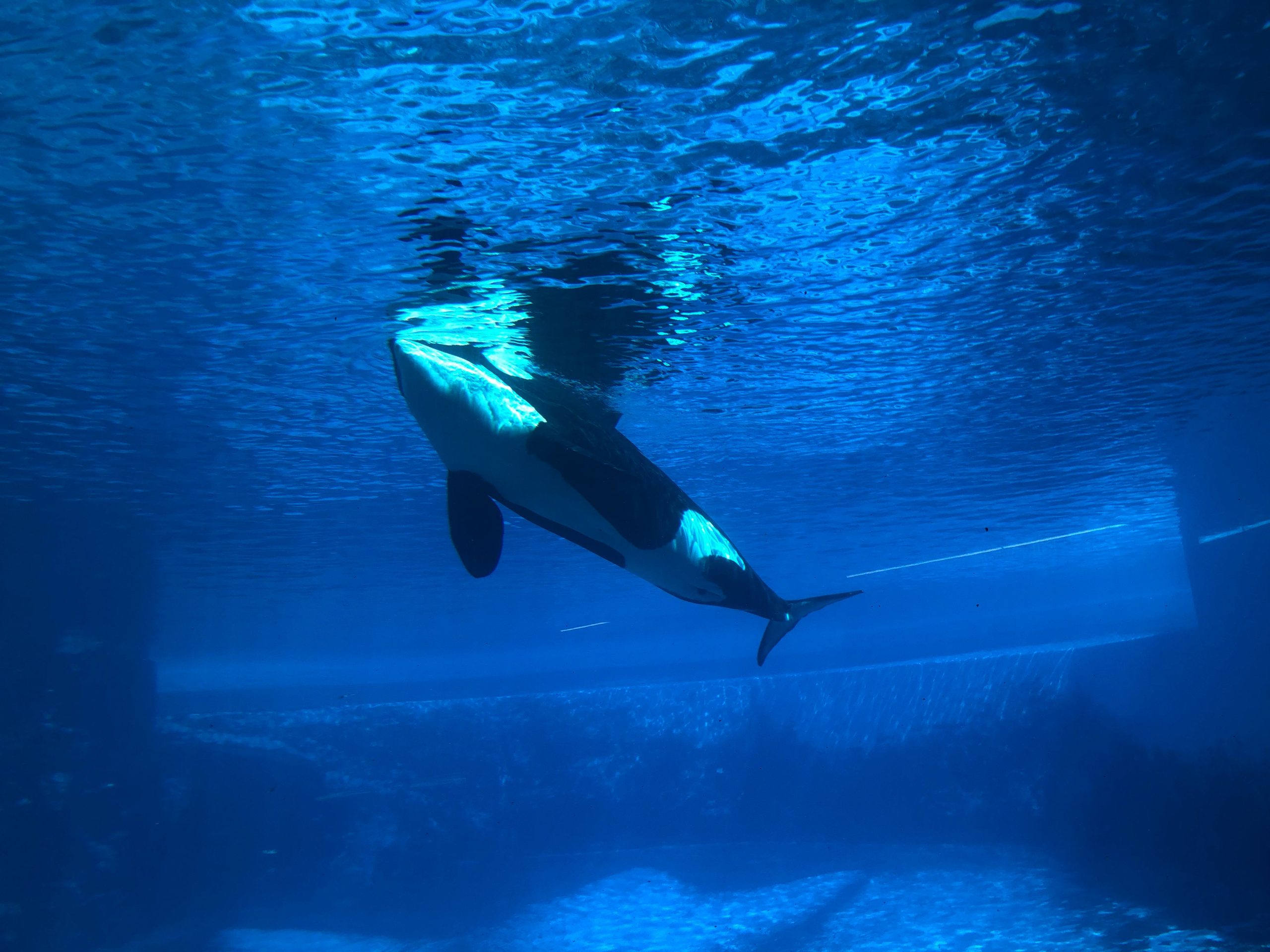 Kiska Dead at Marineland, Niagara Falls Dolphin Project