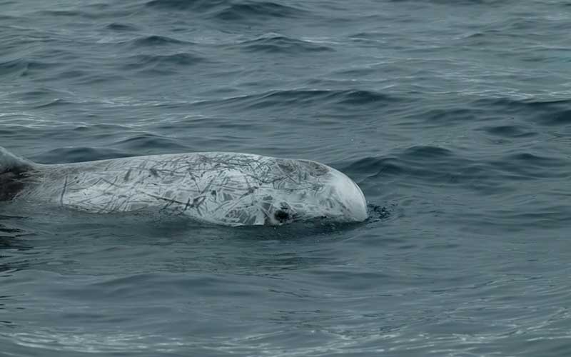 Risso's Dolphin (Grampus griseus) Dolphin Facts and Information