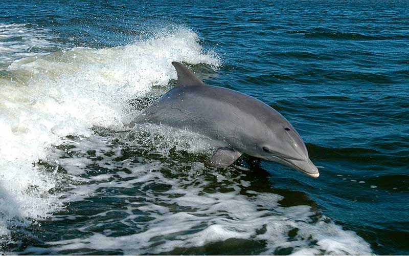 Dolphin Behavior Dolphin Facts and Information