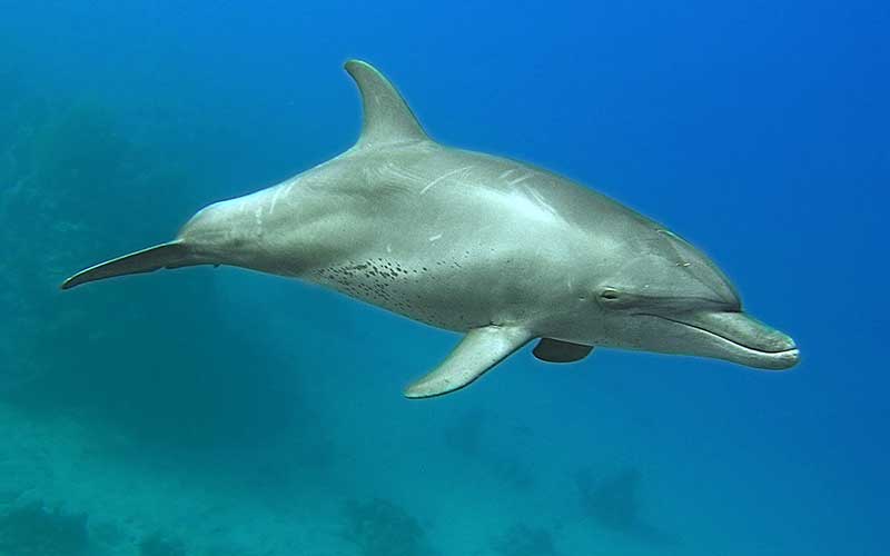Dolphin Evolution Dolphin Facts and Information