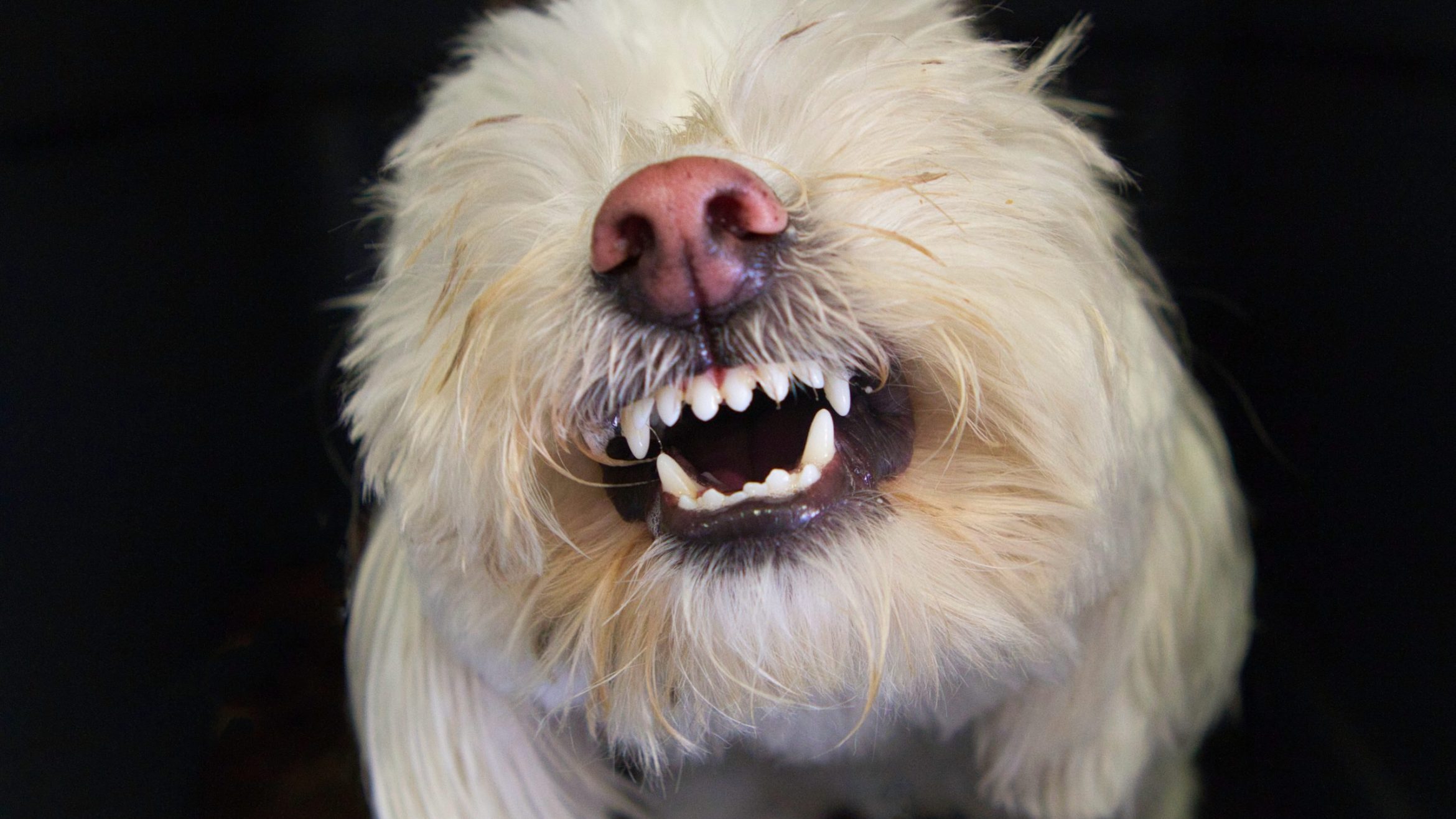 Aggressive Dog Training and How To Manage The Dogs Temper.