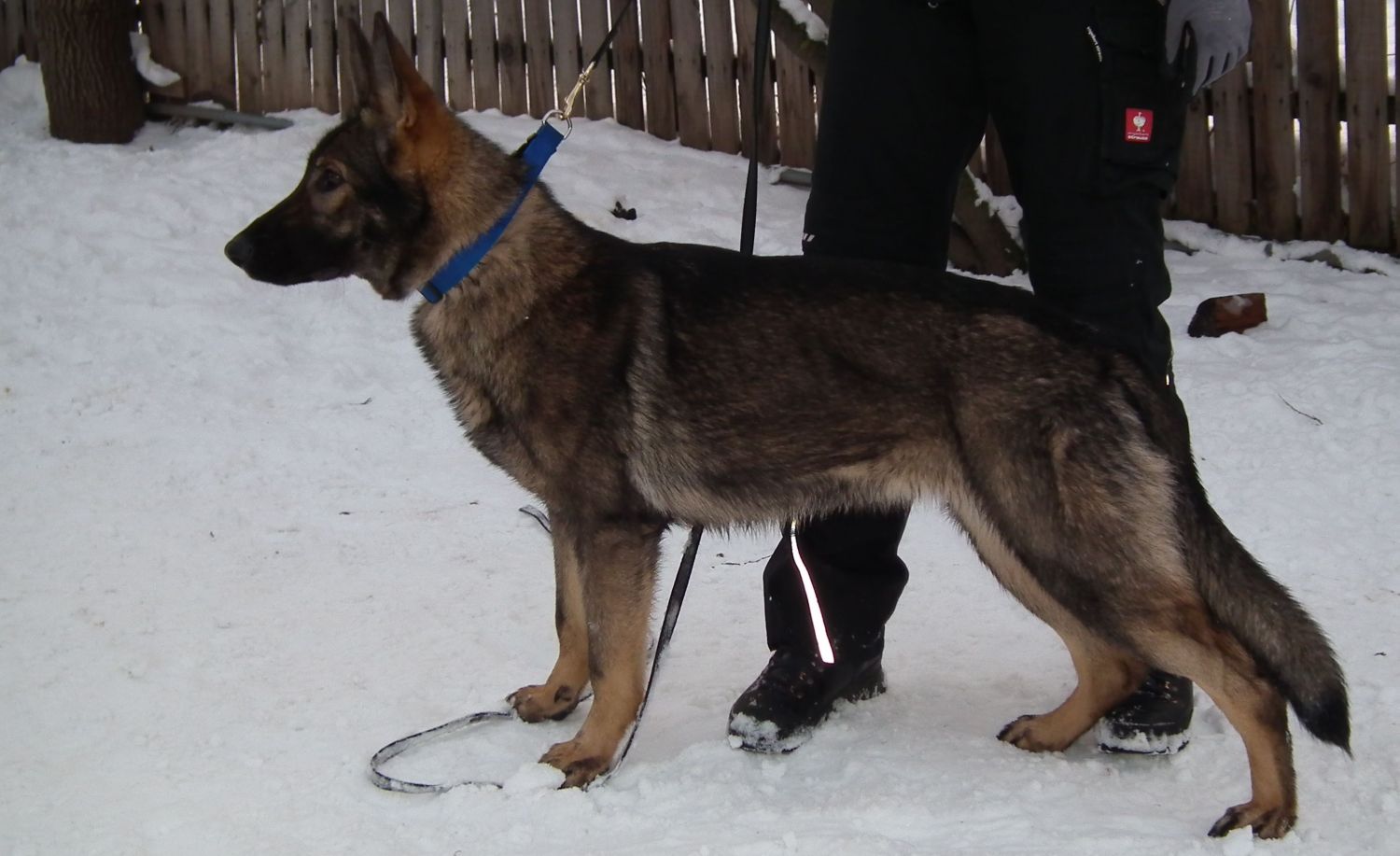 Donauwolf German Shepherd Kennel » Arabella von Donauwolf Working