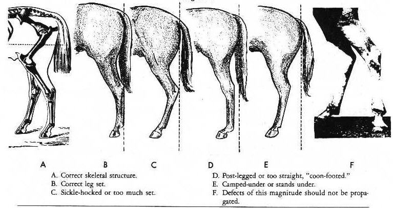 1000+ images about Horse's Color's Breeds and Conformation on Pinterest