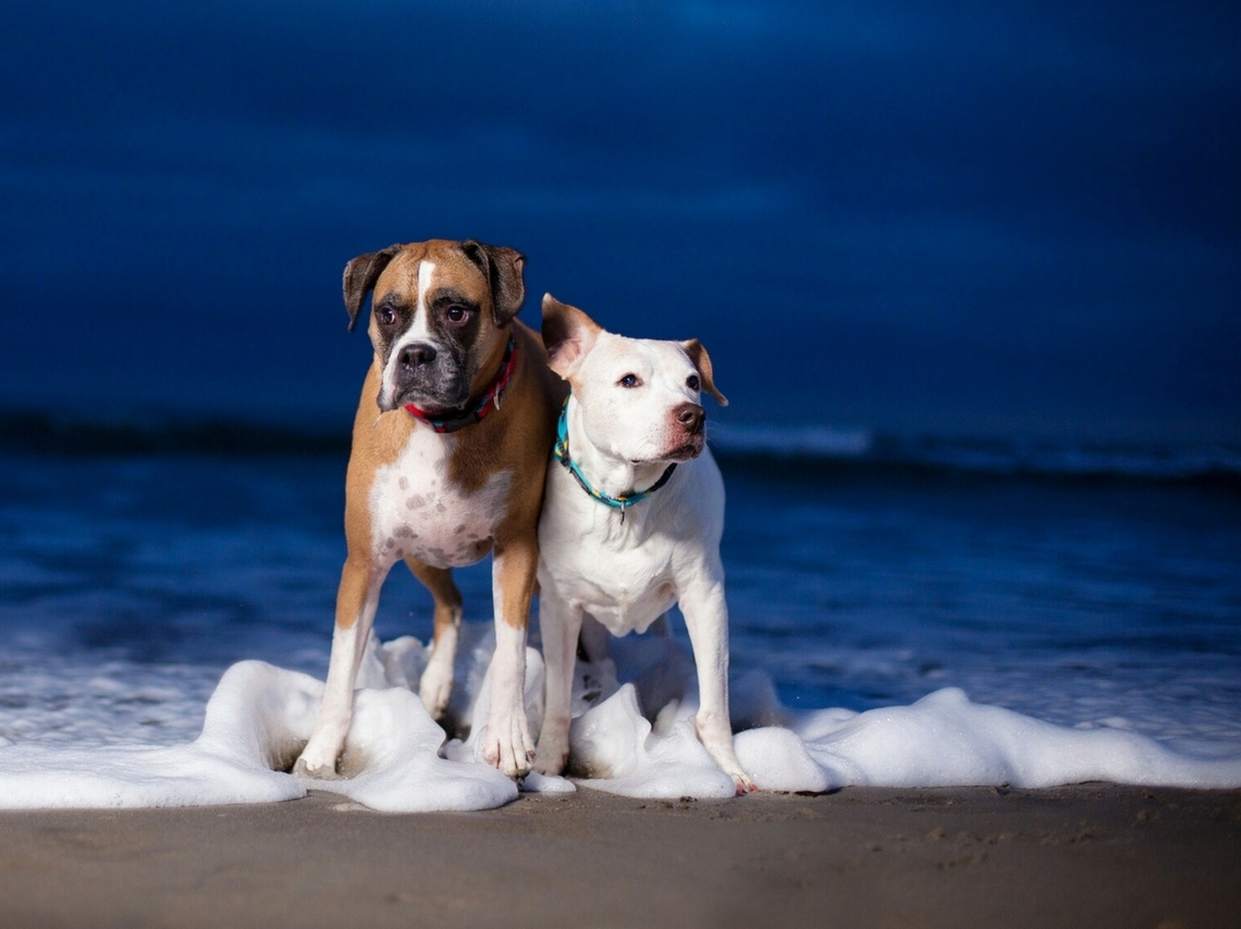 Viajes con perros por México llévate a tu mejor amigo Dónde Ir