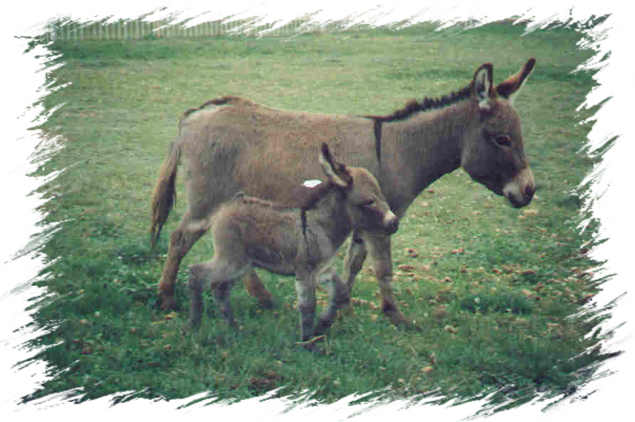 Miniature Donkeys for sale, breeders of miniature donkeys ,mini donkey for sale