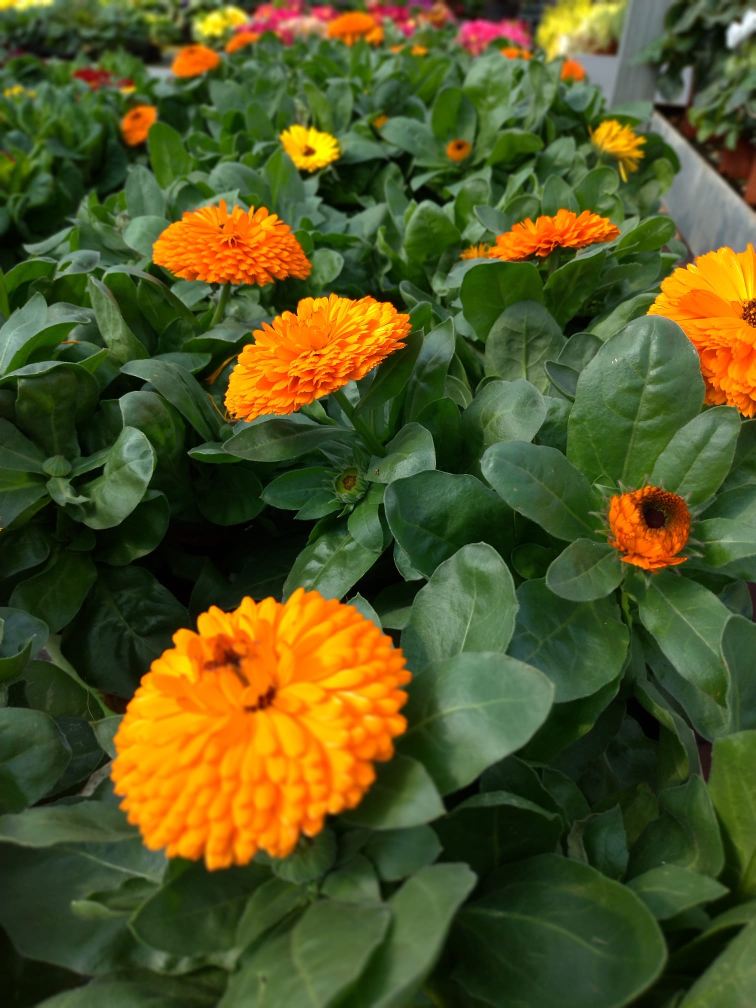 La Calendula, acquistala da Donnaflora Garden Center