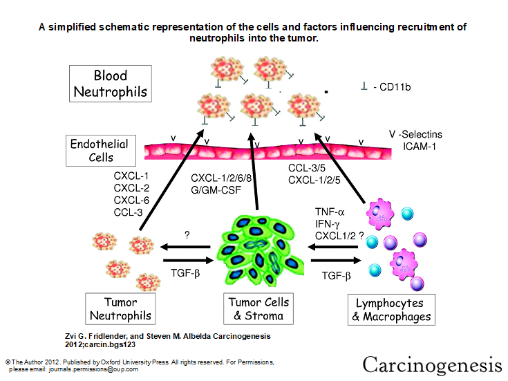 Understanding Neutrophil to Lymphocyte Ratio The Most Important and
