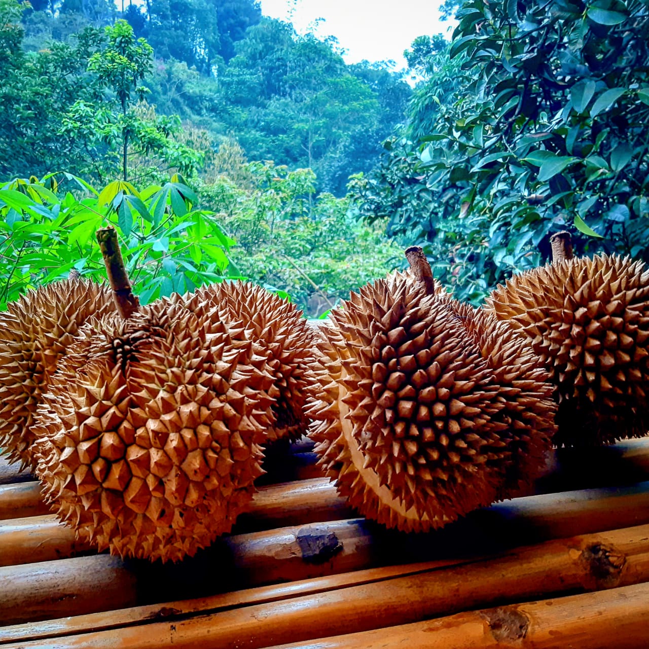 Bibit Durian Musang King Donny's Farm