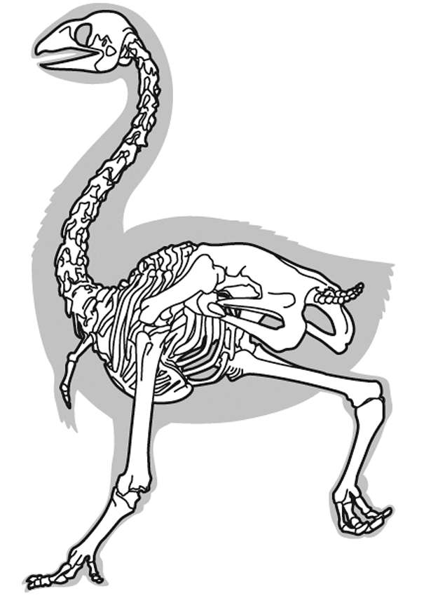 Genyornis, an extinct giant bird from the Australian Ice Age