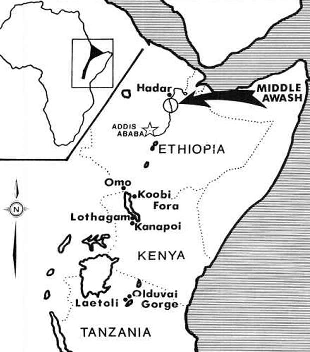 Lucy, Australopithecus afarensis