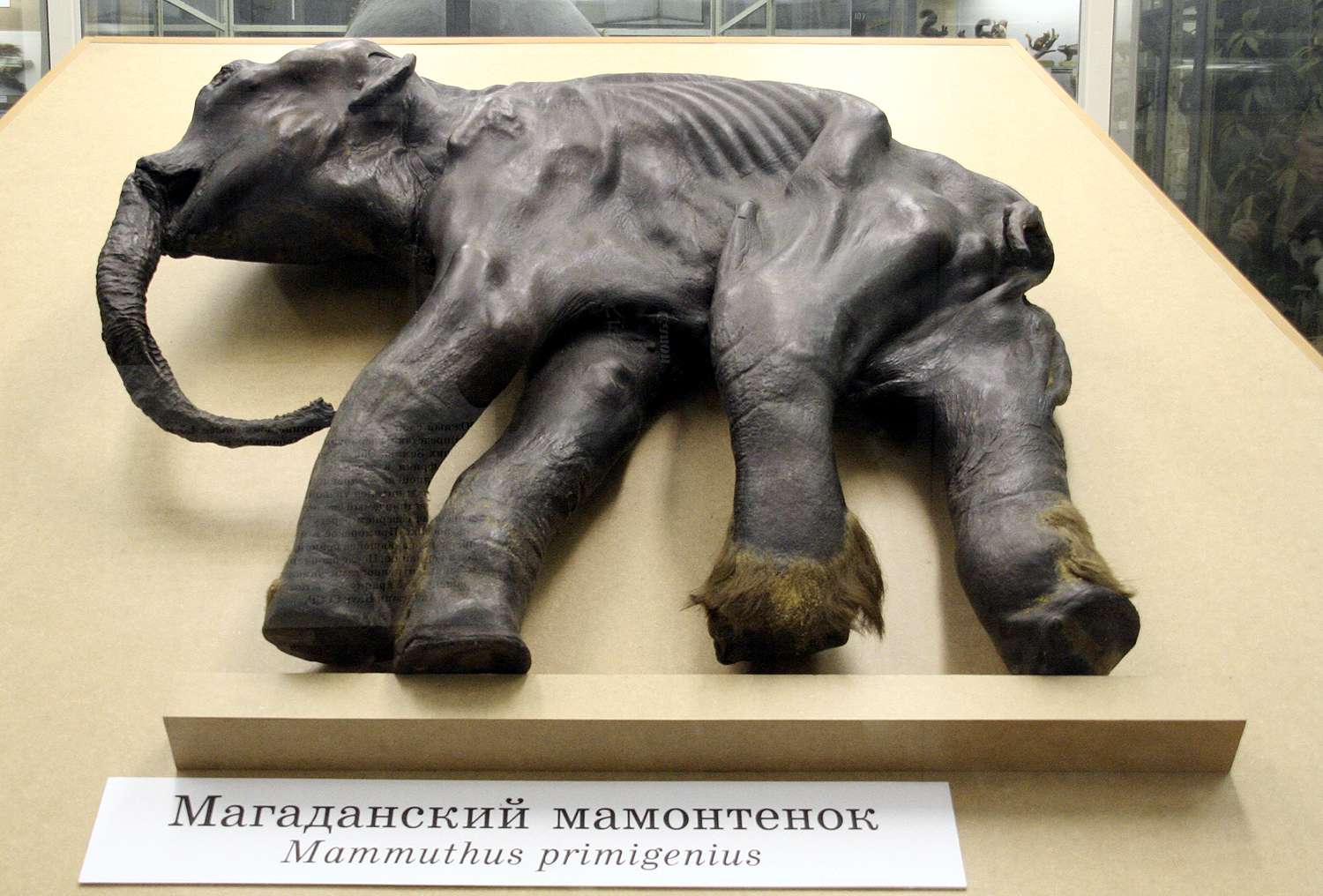Mammoths, Elephants and the Wooly Rhinoceros