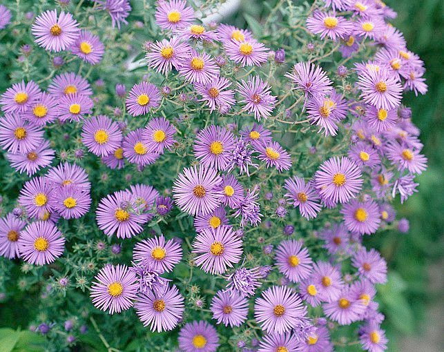 How to Grow New England Aster