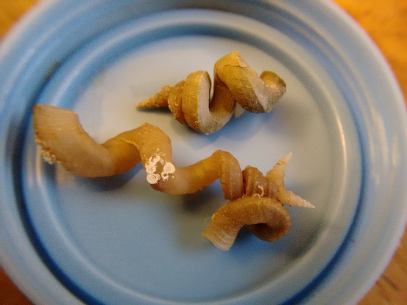 Vermetid Snails in the Aquarium Donya Quick's site