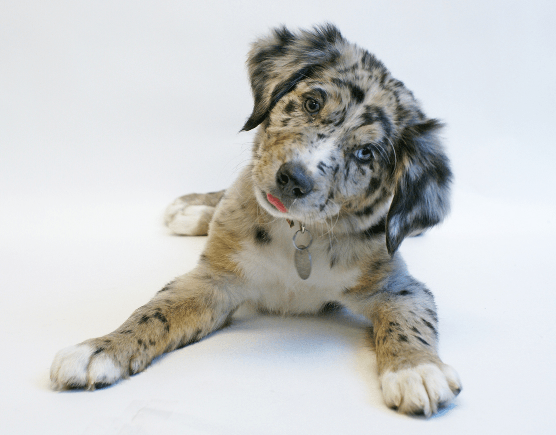 National Mutt Day DooNGo