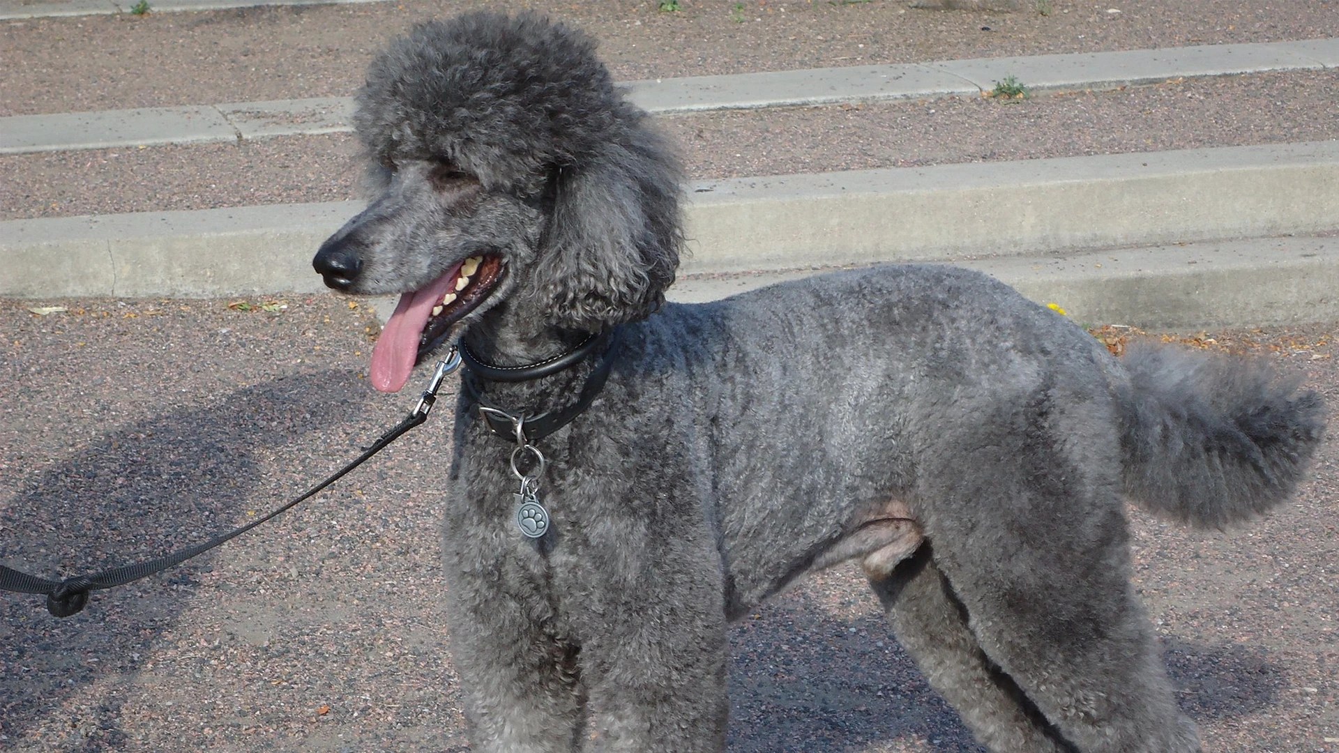 Shaved Poodle What Does a Poodle Look Like Without a Haircut?