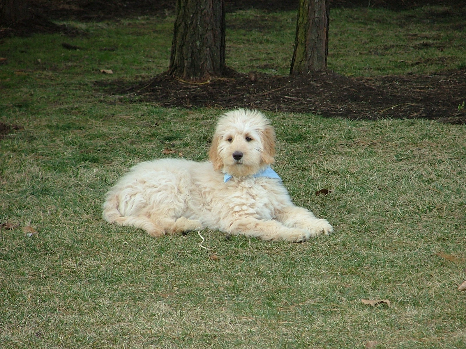 Labradoodle Goldendoodle puppies for sale VA MD DC, doodle dog pups breeder