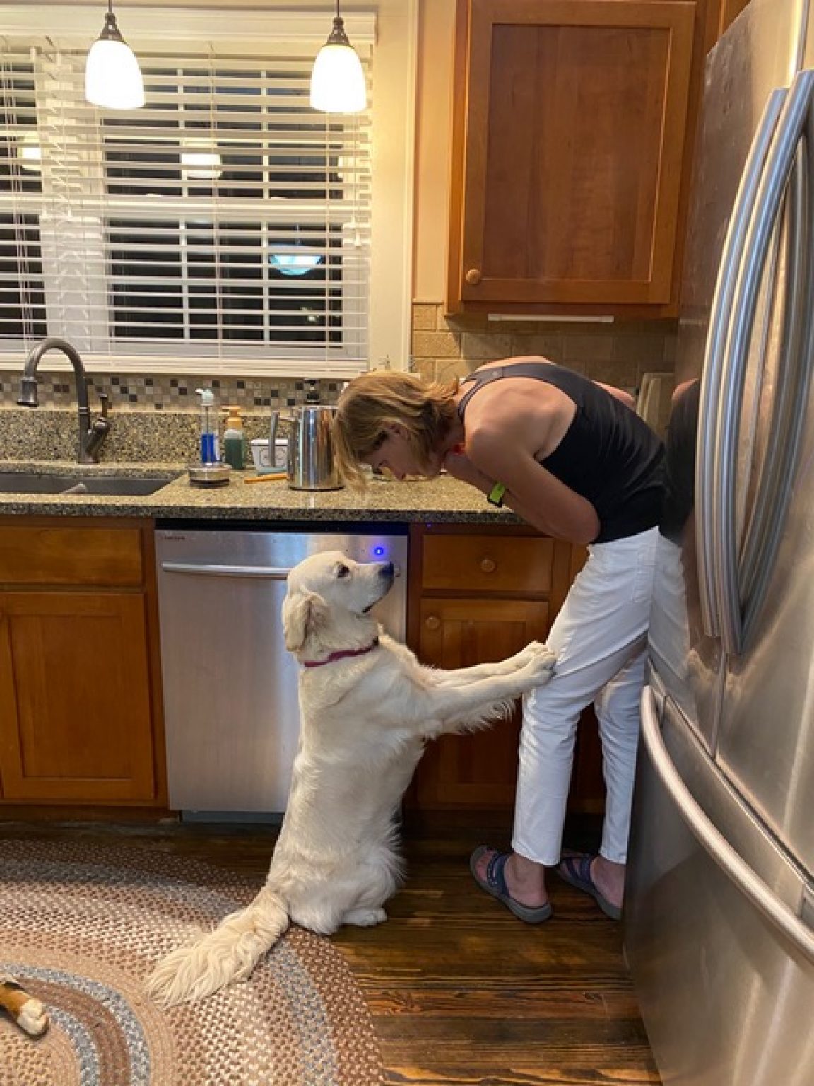 Should I Get A Dog? Doodle Patch Farm