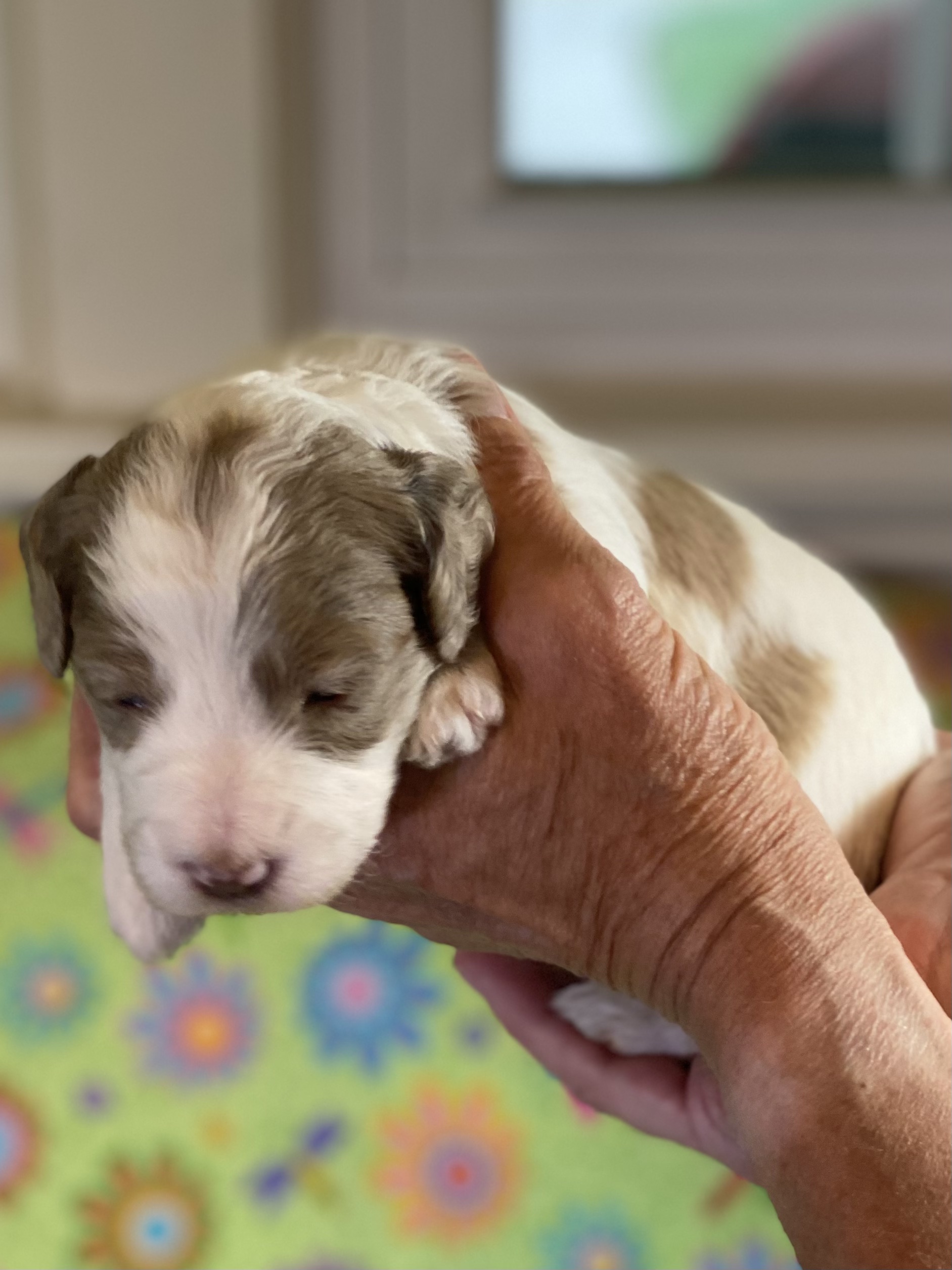 IMG_1264 Doodle Patch Farm