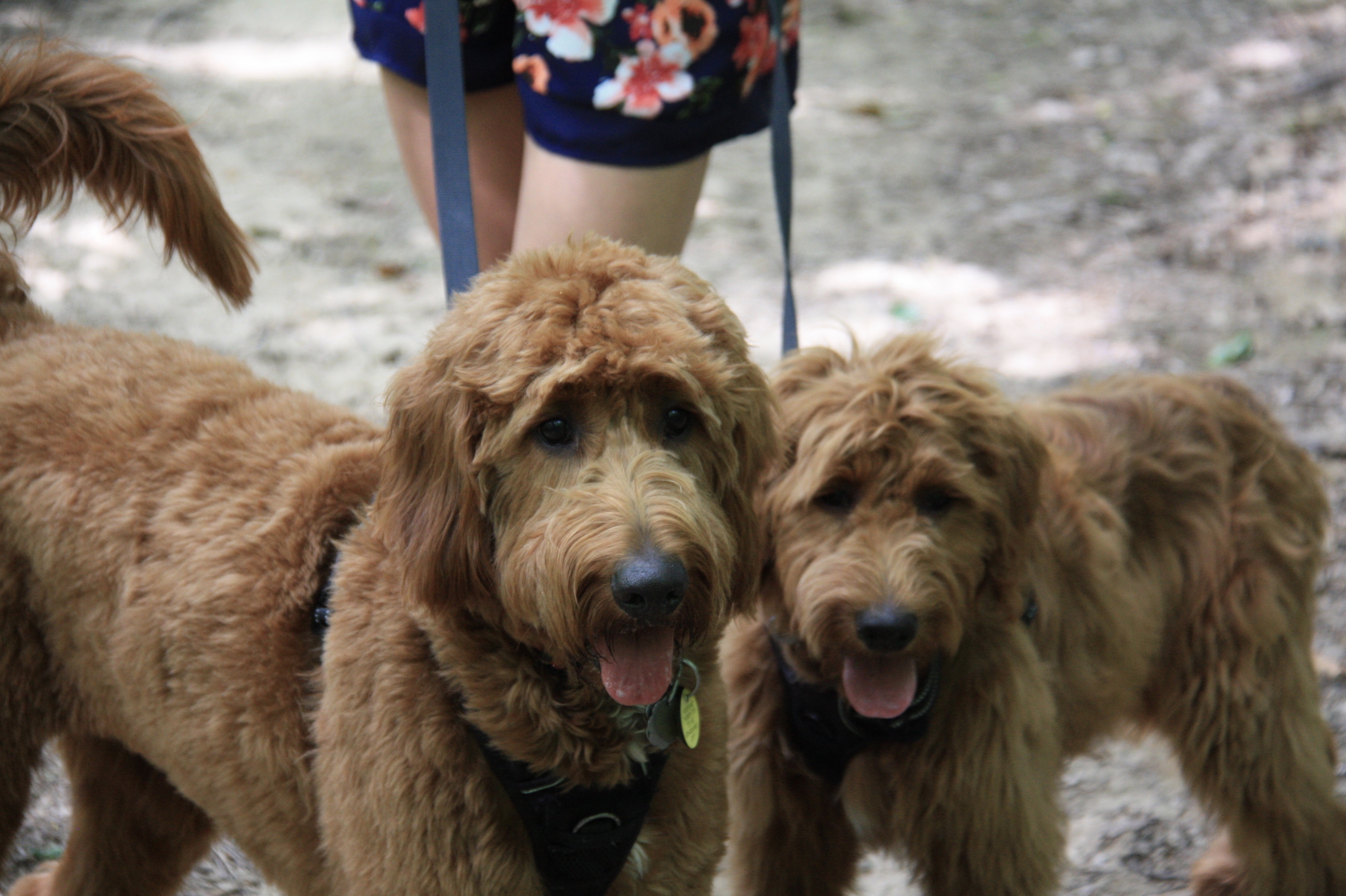 Goldendoodle Puppies for Sale Sunshine Acres Chicago