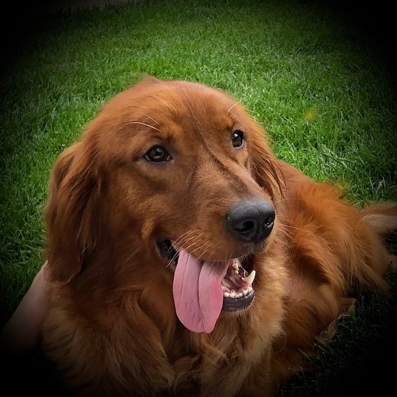 Sunshine Acres Brownie