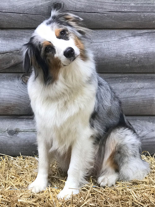 Our Breeding Program For Mini Aussiedoodles And Mini Bordoodles By Doodle Run Kennels