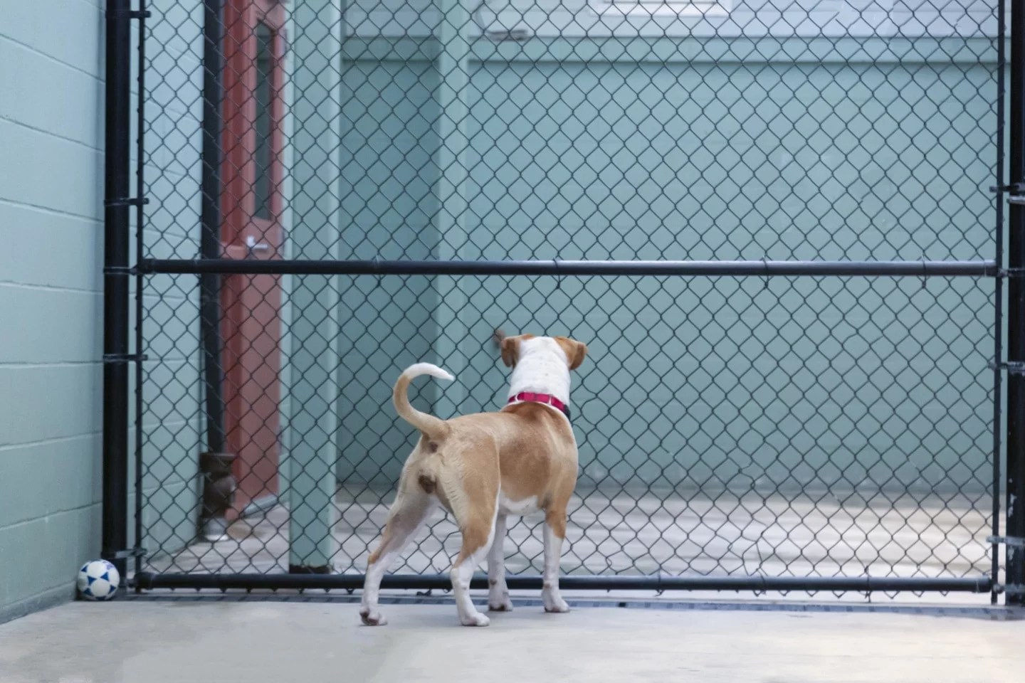 How to Build a Dog Run 5 Steps To Build a Dog Run 2024