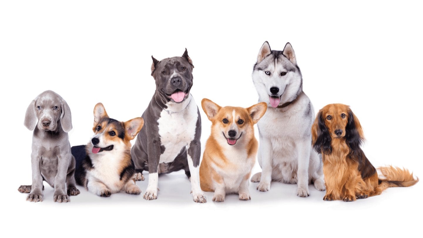 Nashville Pet Waste Removal Doo Doo Blues Poop Scoopers