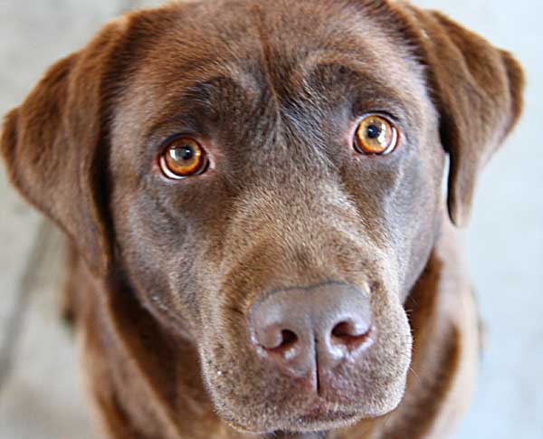 ¿Cuánto cuesta "tener" un perro? www.doogweb.es