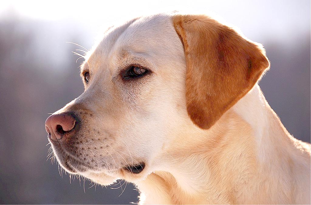 Razas de perros más amigables, las 9 más representativas.
