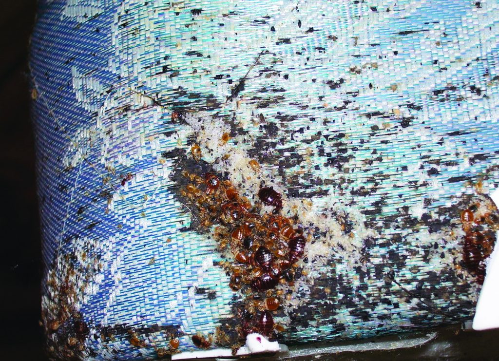 Bedbugs Doom and Bloom (TM)