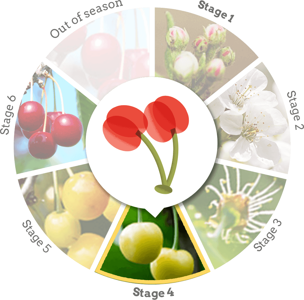 Door County Cherries Experience Destination Door County