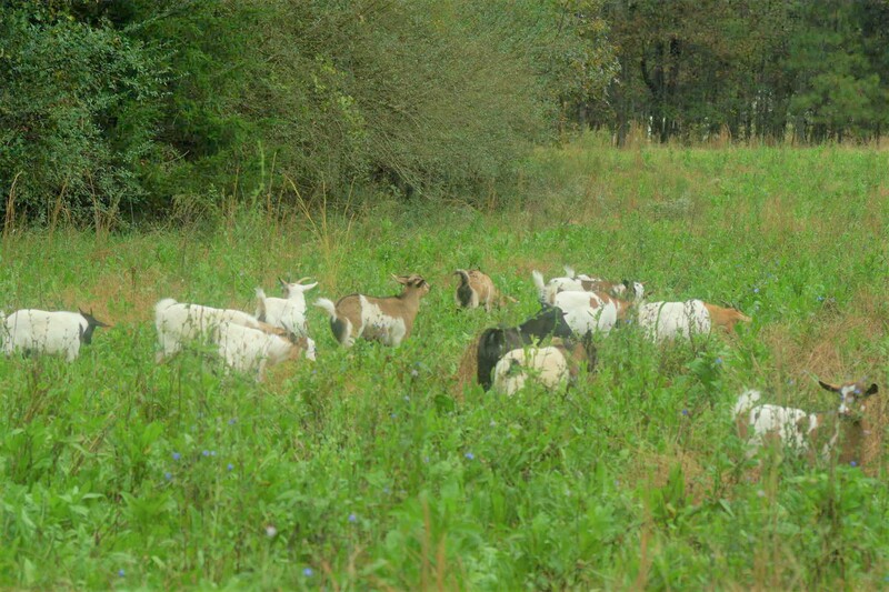 Goats eating Chicory, best weed i can buy Do Ran Farms