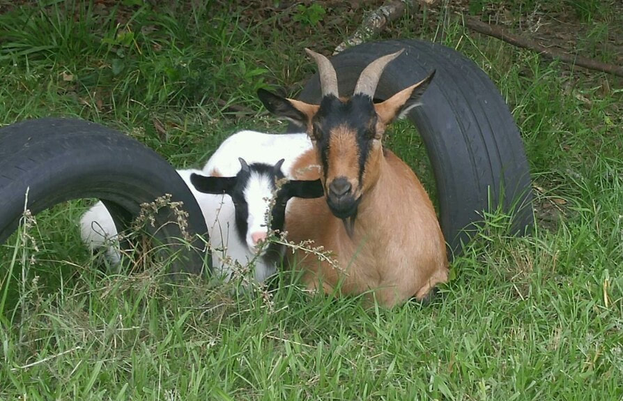 goat tire playground Do Ran Farms