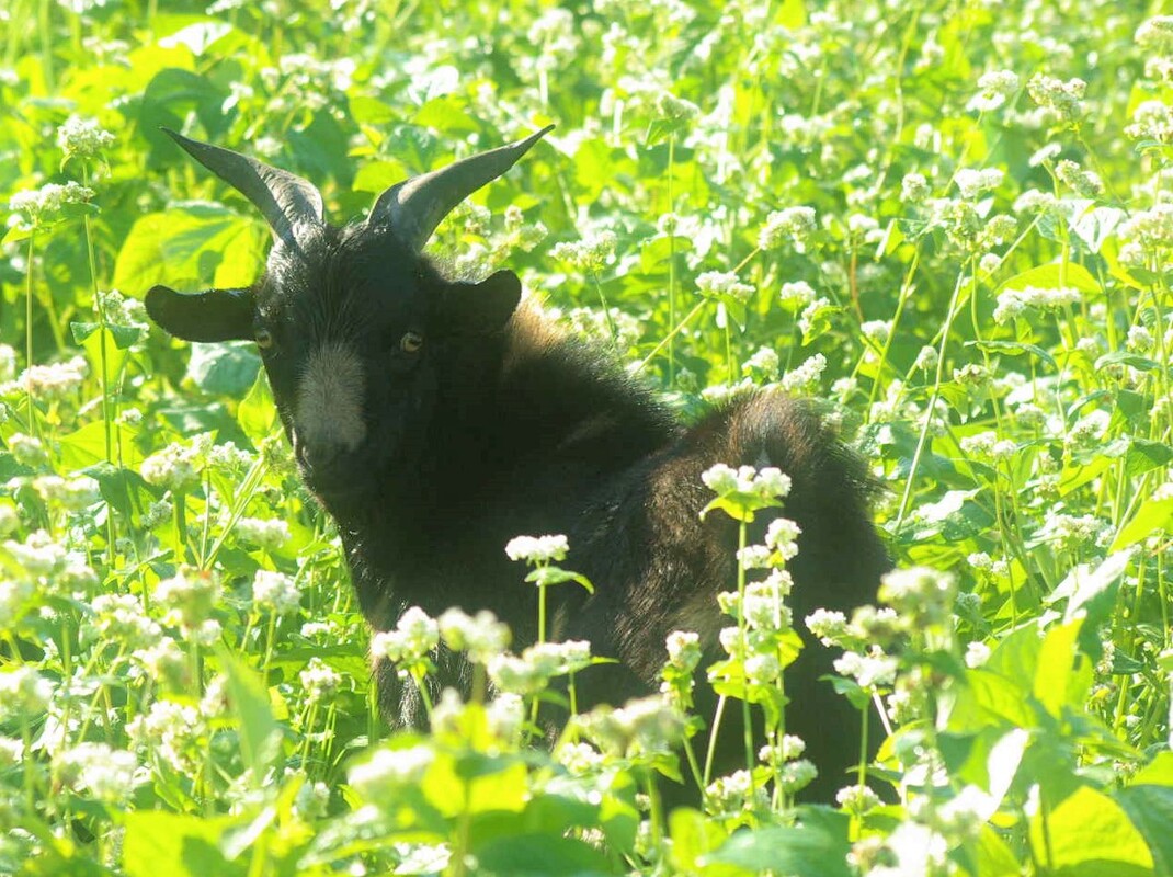 Cow Peas for the Goats Do Ran Farms