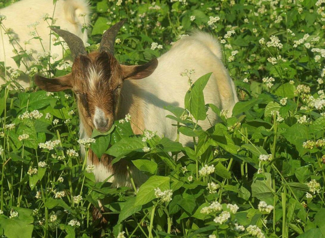 Cow Peas for the Goats Do Ran Farms