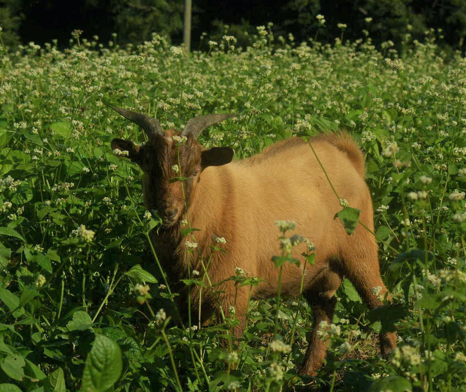 Cow Peas for the Goats Do Ran Farms